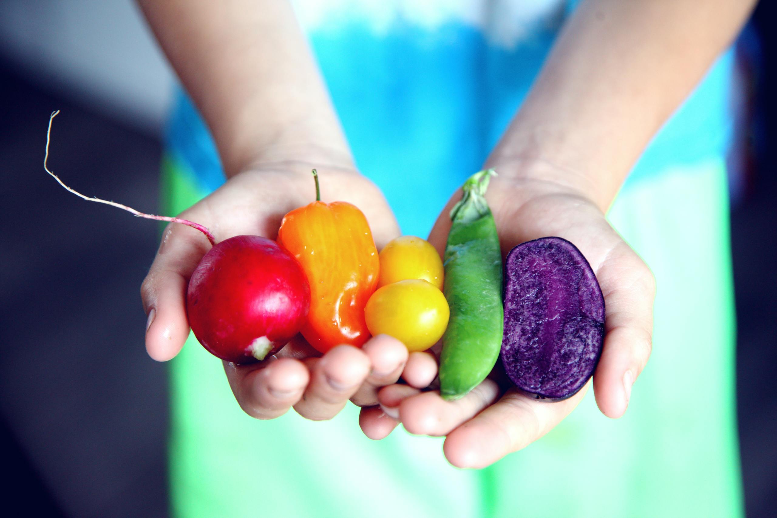 Five Rainbow colored Vegetables in hands